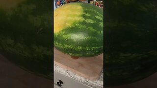 Size Comparison... Ginormous Watermelon 😳 #watermelon #summer
