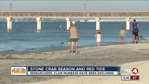 Stone Crab season and red tide