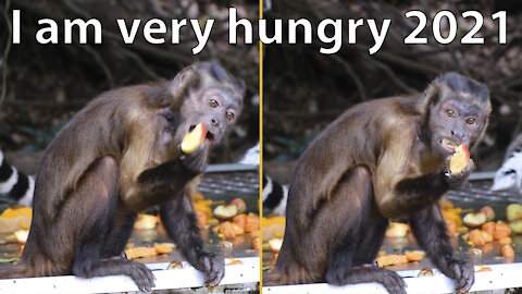 Funny monkey eating an apple - very funny / 2021