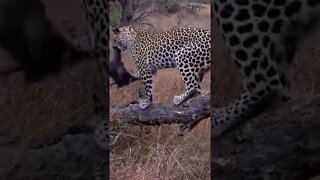 Leopard Plays With Guineafowl #shorts