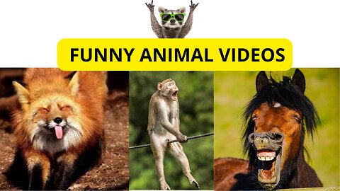 collection of funny animal videos