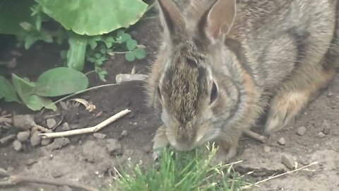 Cute Backyard Bunny Invades the PWF Compound!