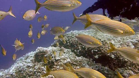 Fishing Hd video || diving scuba diving HD video