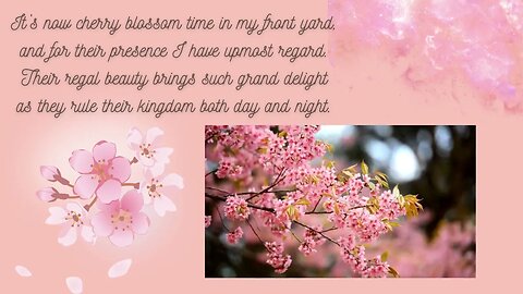 Cherry Blossom Delight! #nature