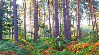 Harlestone Firs Early Morning Sights and Sounds