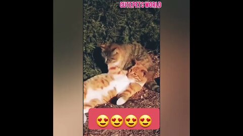 OMG So funny animals video #tiktok #funny #shorts #trending #trend