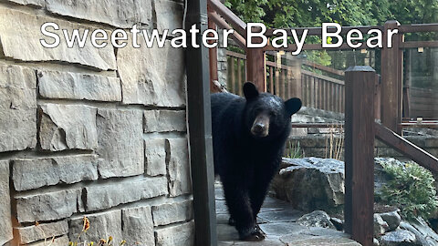 Sweetwater Bay Bear