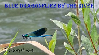 Blue dragonflies by the river/beautiful blue insects by the water/beautiful animals by the river.