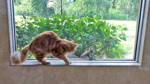 Cat desperately attempts to befriend squirrel