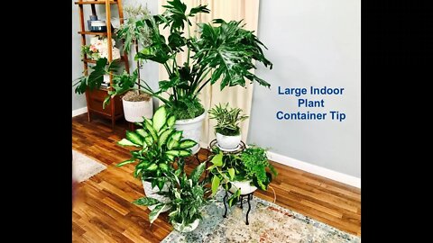 Large Indoor Plant Container Arrangement Tip