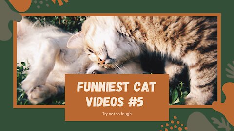 Funniest Cat Video Compilation: Try Not To Laugh Part #5 2021 😺👯