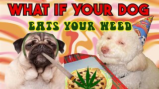 Did your Dog Eat your Weed?