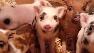 Mamma pig comes to the aid of piglets