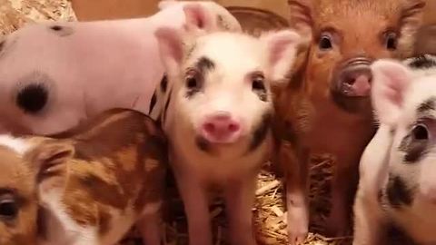 Mamma pig comes to the aid of piglets
