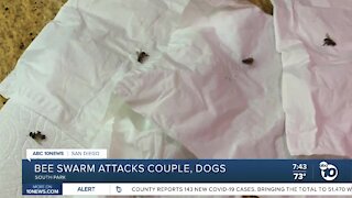 Bee swarm attacks South Park couple, dogs