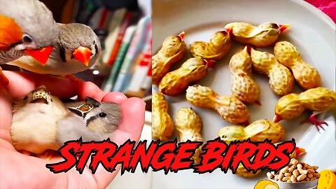 Strange Birds