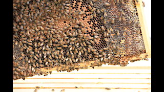First Hive Inspection