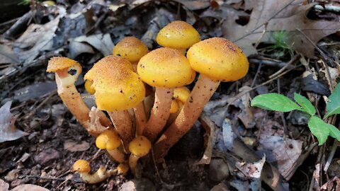 Hiking and foraging honey mushroom with dogs