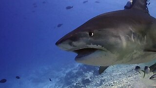 Woman Eaten by Large Tiger Shark in Australia