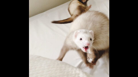 Adorable Ferrets Playing