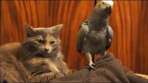 Parrot annoys cat😿🥹