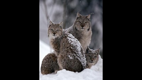 This_bobcat_pounces_a forest