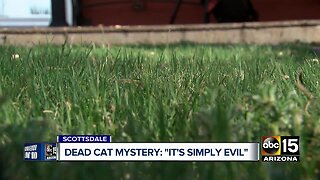 Man finds mutilated cat in Scottsdale, police believe human-caused
