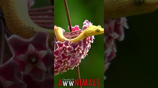 🤗 #AwwNIMALS - Floral Ambush: Eyelash Viper's Colorful Hideaway 💕
