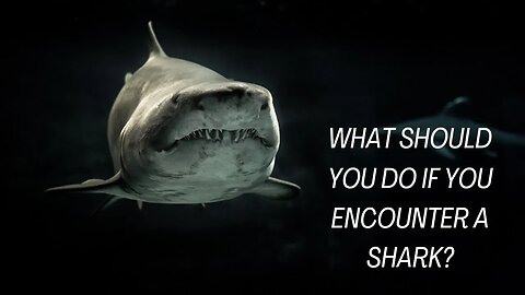 What should you do if you encounter a shark?