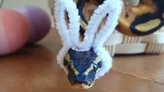 Cobra comemora Páscoa com orelhas de coelho