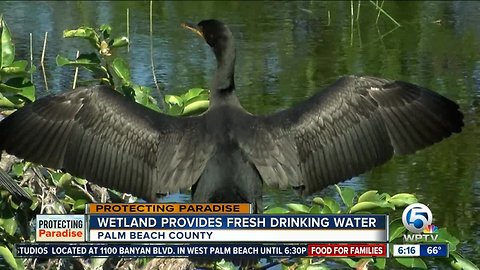 PBC wetlands created through nearby wastewater facility