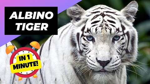 Albino Tiger - In 1 Minute! 🐯 One Albino Animal You Have Never Seen | 1 Minute Animals