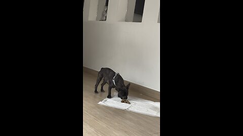 FRENCH BULLDOG TRIES TO EAT ITS POOP!!!