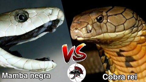 Mamba negra VS Cobra rei | Biólogo Henrique o Biólogo das Cobras