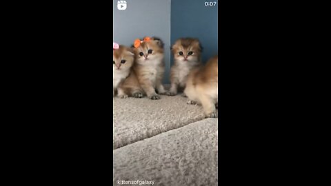 4 sisters kitten