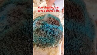 saving animal lives #sheep #shearing #sheephusbandry #lambing #sheepsheep #sheepfarming #sheepshed