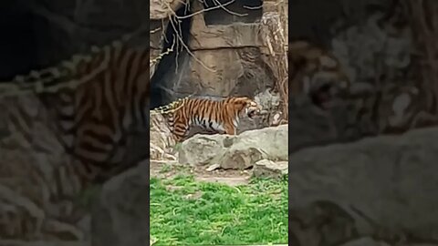 #stlouis #zoo #tiger