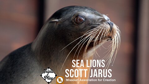 SCOTT JARUS MISSOURI ASSOCIATION FOR CREATION SEA LIONS