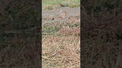 Prarie dog won't stfu