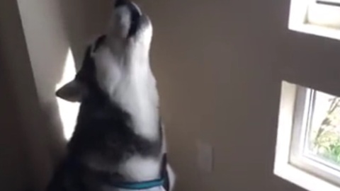 This talking husky compilation will make you smile