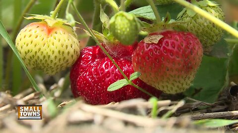 Small Towns: Strawberry Picking at Porter's Patch