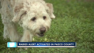Raccoon tests positive for rabies in Pasco County, officials urging residents to vaccinate pets
