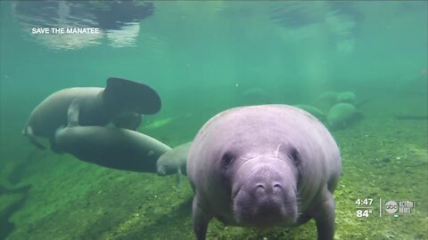 Manatees are dying and local Zoo Tampa is trying to change that