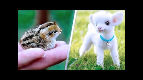 Best Funny animal Video