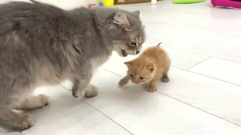 Ginger kitten's first meeting with the cat🐈 Will she feed him or not?