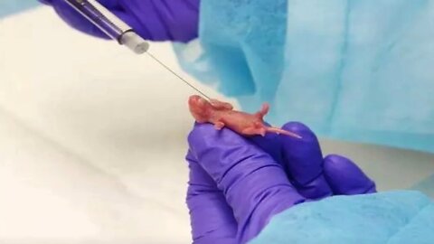 Fauci Study- Fetal Tissues Taken From Babies Were Transplanted Into Mice In Horrific Experiments