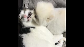 Pomeranian puppy can't stop kissing cat