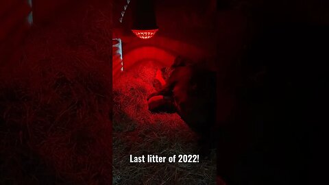 PIGLETS!!!!! 👶🐷🥰 last litter of 2022! #kunekune #pigs #farmlife #cute