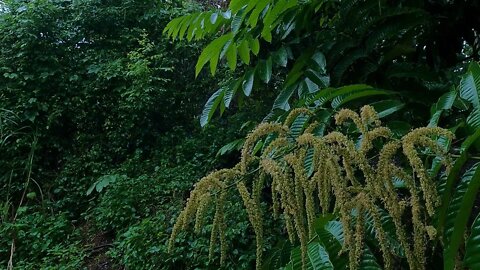 Звук дождя и пение птиц в тропическом лесу
