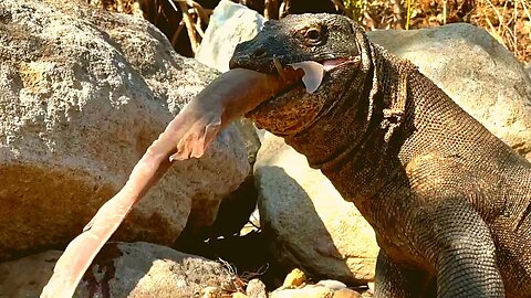 Top 5 Moments Komodo Dragon Swallows Large Sea Creatures.